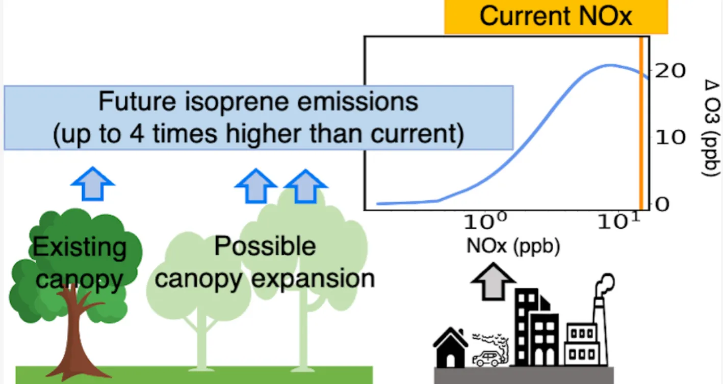 Graphic showing how VOC emissions from trees in polluted cities can increase ozone, which impacts air quality. 